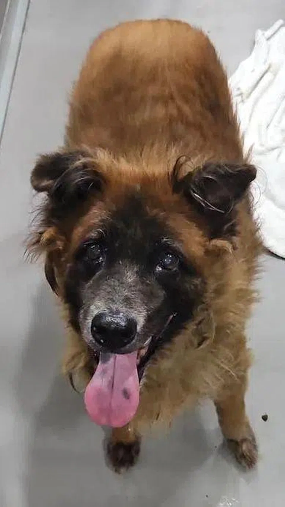 The dog, known as Baby Boy and Fluffy, was under AVS’ care from Nov 14 to 21. PHOTO: ANIMAL AND VETERINARY SERVICE