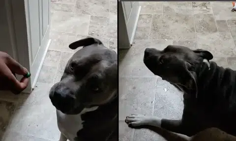 An acquired taste: Dog tries sour candy and becomes afraid of it