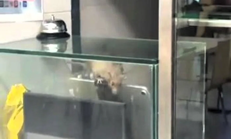 SFA investigating rat sighting at SIT campus foodcourt