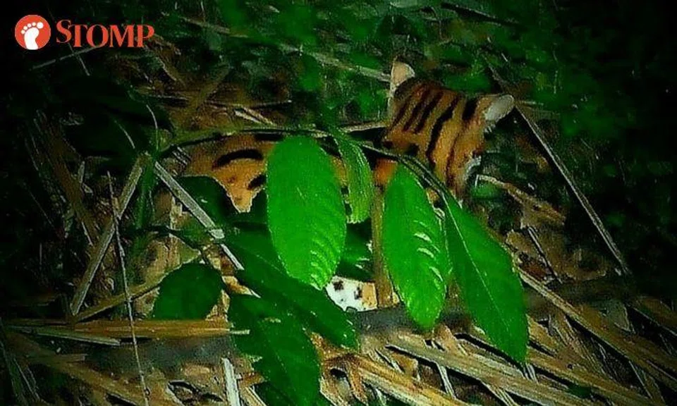 Man gets rare honour of meeting wild leopard cat, one of the last few left in S'pore