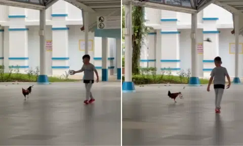 'Rooster football club': Boy plays with chicken in Woodlands HDB pavilion