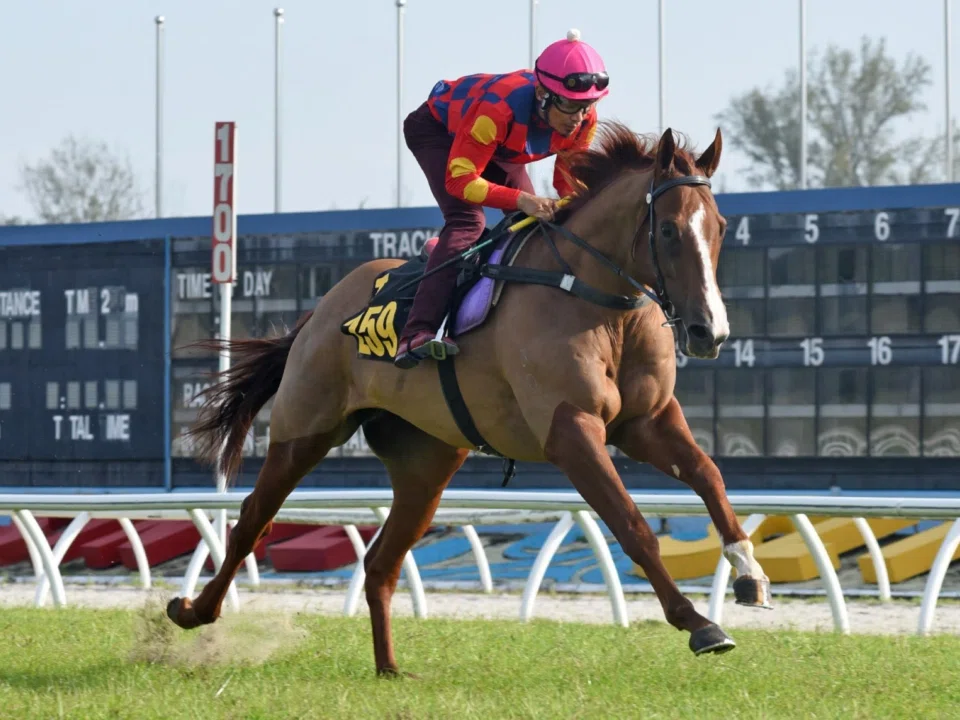 Six-time Kranji winner War Star (Shafiq Rizuan) performing a one-act affair in his barrier trial at Sungai Besi on Feb 4.

