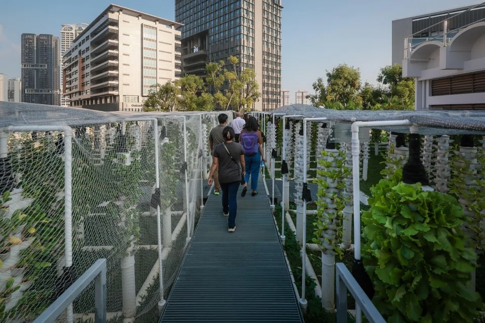 The SingHealth Duke-NUS Institute of Biodiversity Medicine has an aquaponics farm, which combines aquaculture (fish farming) and hydroponics (soil-less plant cultivation).