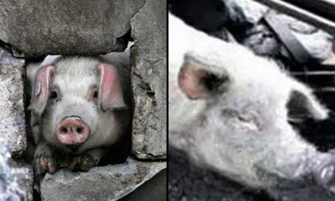 Pig rescued from Sichuan earthquake adopted by museum, gets 'better treatment than refugees'