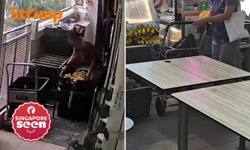 Stomper claims neighbour is using helper to assist with food stall, MOM responds