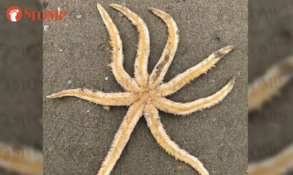 Endangered starfish spotted at Changi Beach: Look at the 'wriggling' tips on its arms