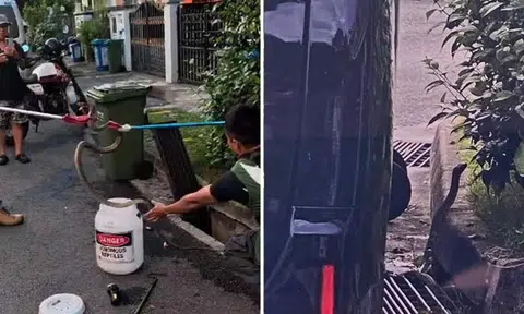 2m-long king cobra emerges from Jurong West drain, leaving family 'very scared and apprehensive'