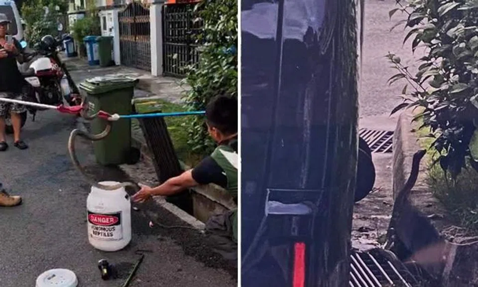 2m-long king cobra emerges from Jurong West drain, leaving family 'very scared and apprehensive'