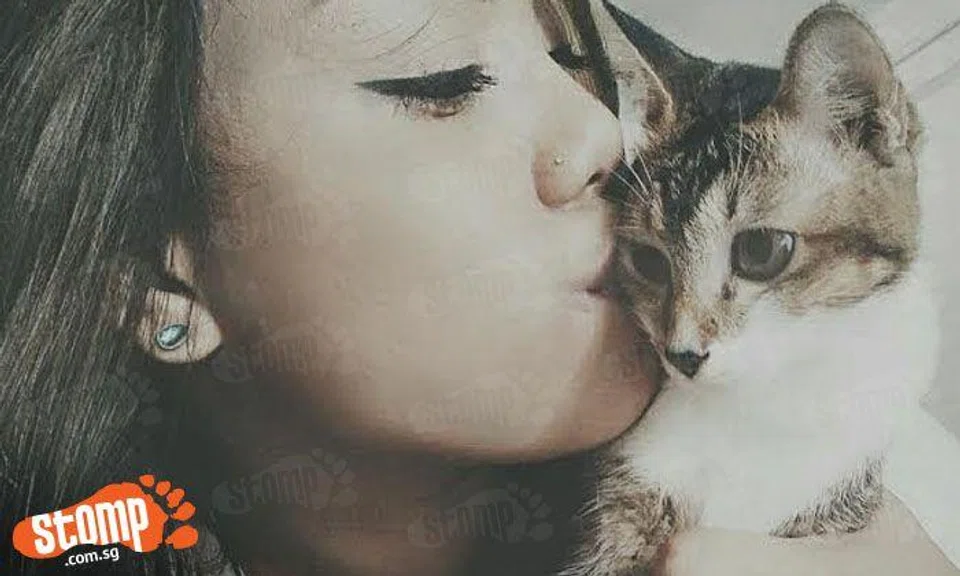 Have you seen her? Shy, precious cat Chanel missing from Redhill since Aug 20