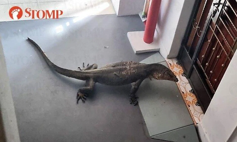 The monitor lizard hanging around outside someone's door.