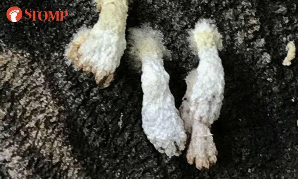 Lau Lup gets freaked out by strange-looking fungi growing on tree at Hougang