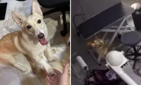 Woman charged for causing unnecessary pain and suffering to dog hanged to death by leash in pet salon