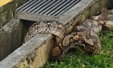 Python with bloated belly vomits out cat in Eunos