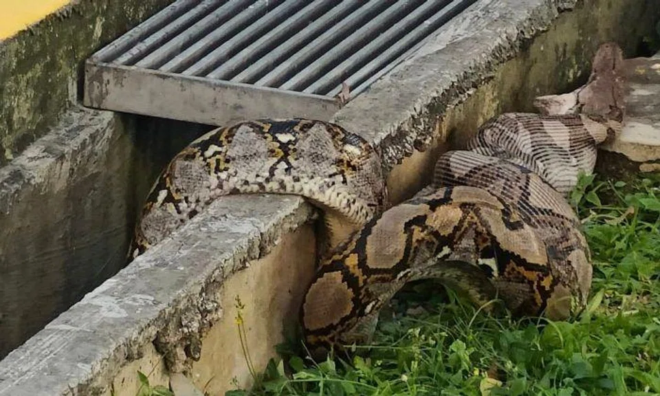Python with bloated belly vomits out cat in Eunos