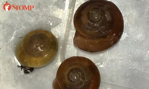 Ever seen a snail's heart beat? Watch this video taken at Jalan Kukoh