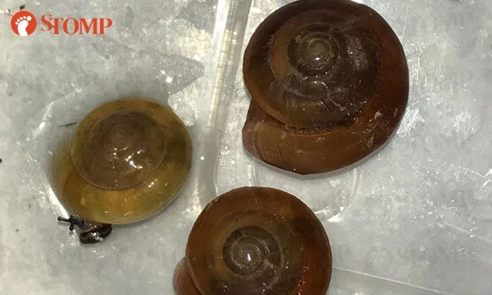 Ever seen a snail's heart beat? Watch this video taken at Jalan Kukoh