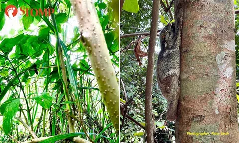Can you spot and identify these 'masters of camouflage' at MacRitchie park?