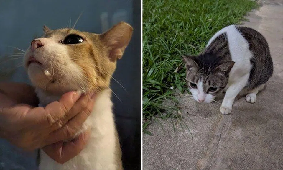 ghim moh community cats