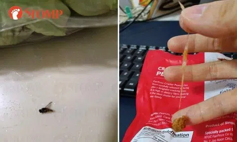 An insect was found in a salad and a piece of plastic was found in a packet of peanuts from FairPrice outlets in June.