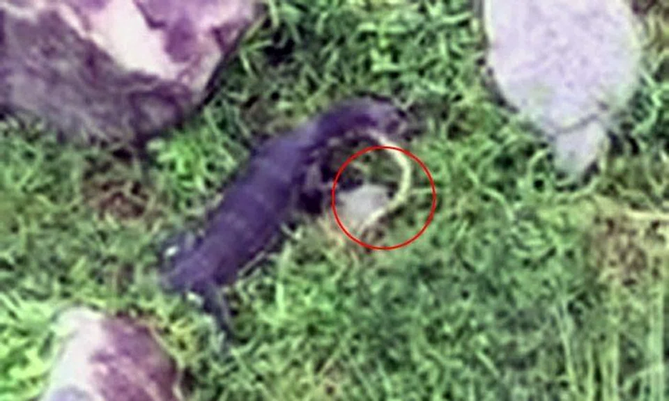 Epic battle ensues as monitor lizard feasts on snake at Bishan Park