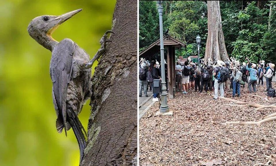 Bird watchers rush down to Botanic Gardens to catch glimpse of rarely sighted great slaty woodpecker