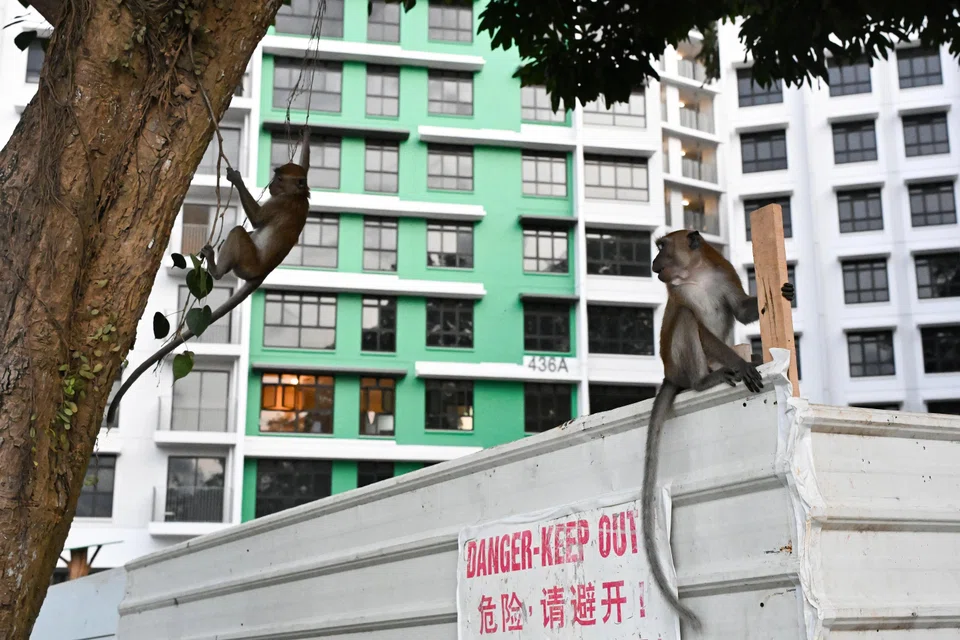 Northern Punggol has been a hot spot for the long-tailed macaques for several months.
