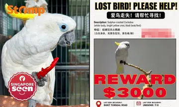 $3,000 reward offered as family searches for beloved cockatoo missing near Novena