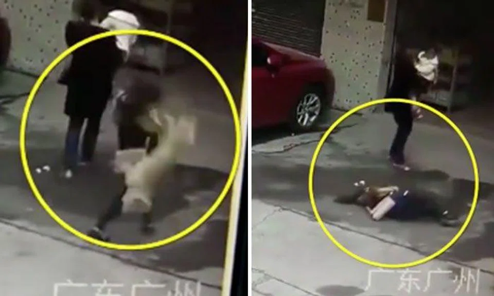 Woman in China seriously injured after getting hit on head by falling dog