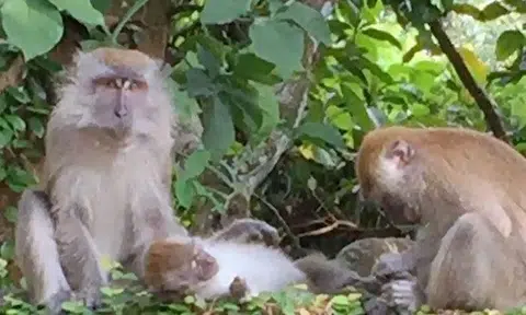 Monkeys raid writer's Bukit Timah home, steal cosmetic products