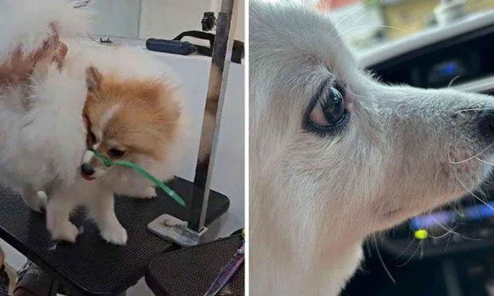 A dog owner was horrified when she found her dog muzzled with a cable tie at a grooming salon in Bukit Timah. PHOTOS: FACEBOOK/LIM ZHIYI