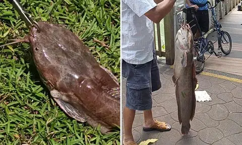 Man catches 18kg catfish and the attention of passers-by at Kallang River