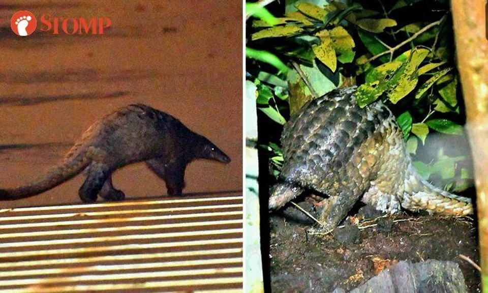 Man thrilled by sightings of elusive civet cat and endangered pangolin at 4am