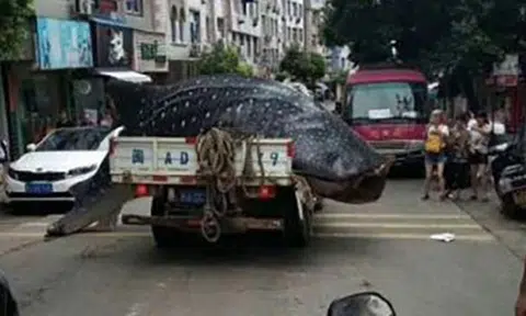 Dead whale shark driven through streets of China by fishermen who hope to sell it
