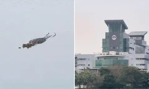 'ICA's new security guard?': Crocodile spotted chilling in waters off Causeway
