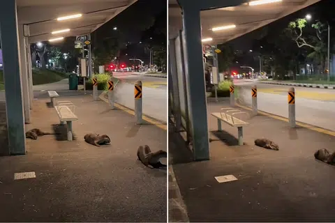 'Unexpected commuters': Otters spotted at Yishun bus stop