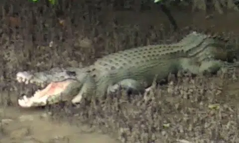 My, my, what big teeth you have: Huge crocodile spotted at Sungei Buloh