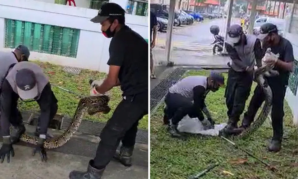 Beware The Python Acres calls handling of python at Jurong West by pest control company ...