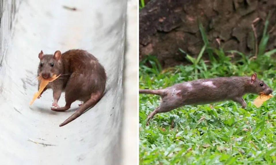 hougang rats