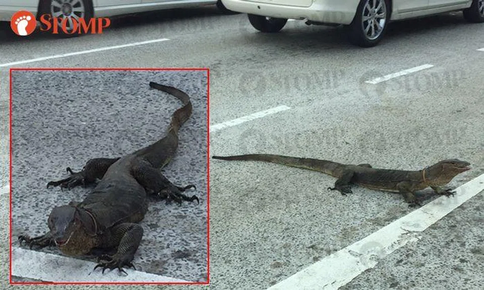 Why did the monitor lizard cross the road? Because it's Yishun