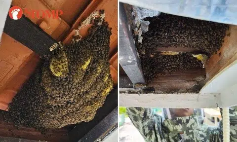 Two bee nests were found in the roof of the association building at Mountbatten Road. According to Killem Pest, each nest had approximately 20,000 Asian honey bees.