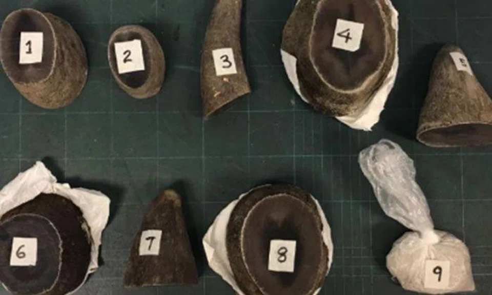 Man jailed 15 months for smuggling illegal rhino horns and horn shavings through Singapore