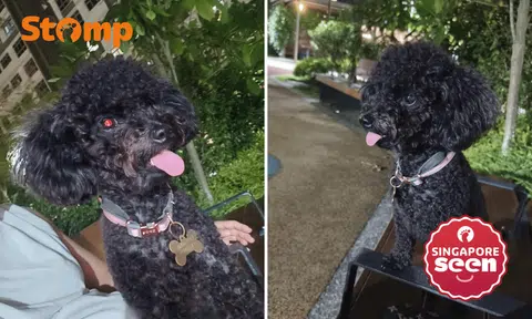 lost toy poodle, brownie