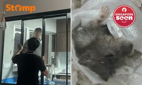 Pet owner blames hamster's death on workers installing kitchen doors