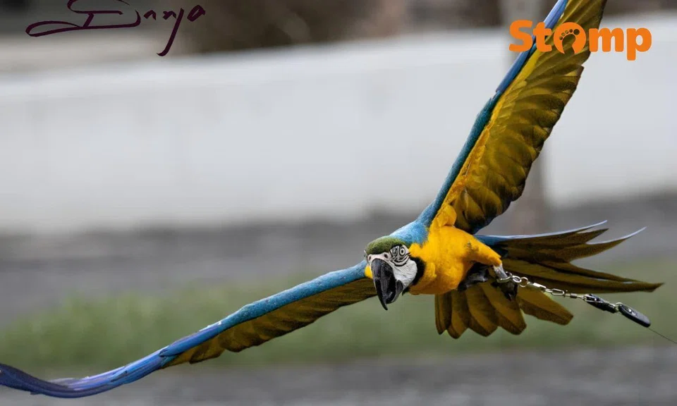 Owner offering $5,000 for pet macaw that got chased by eagle and was last seen in Ang Mo Kio