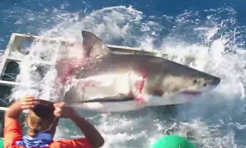 Terrifying Great White Shark rips through tiny steel cage while diver is still inside