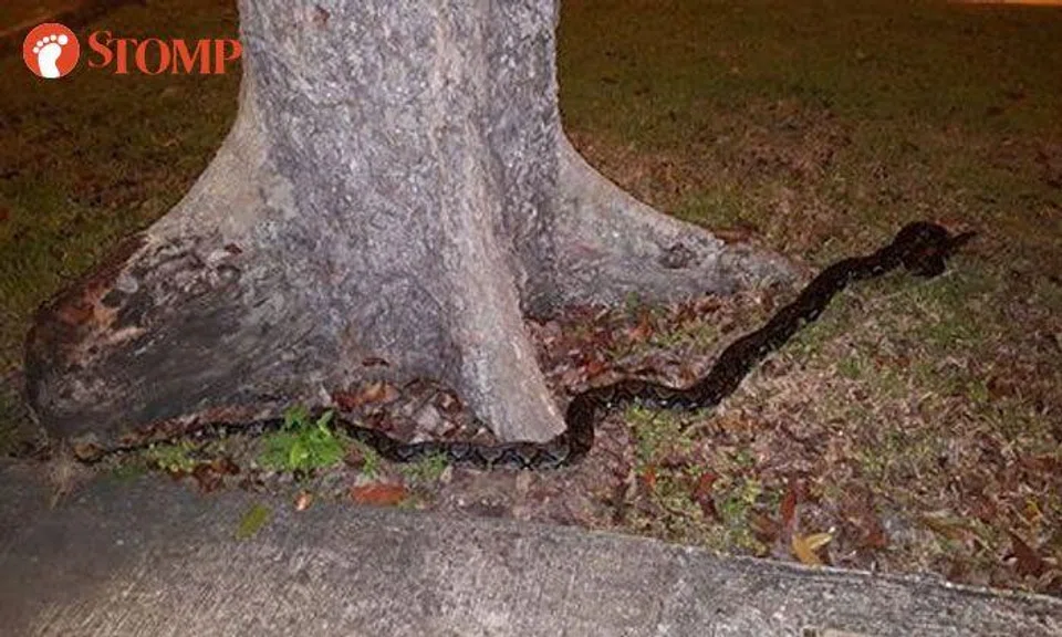 6-foot-long python next to Bedok Reservoir footpath surprises man ...