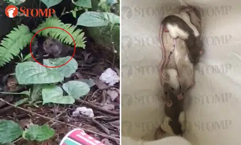 Over 20 hamsters, fancy rats found abandoned at Sengkang block in injured and malnourished state