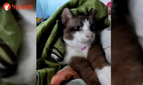 Stomper loses beloved cat last seen at Casa Clementi
