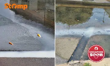 Telok Kurau canal with white discharge and dead fish