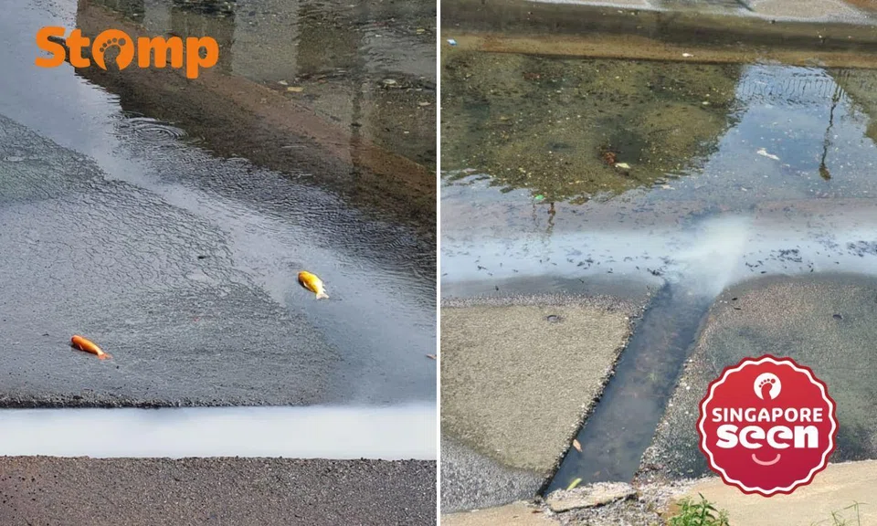 Telok Kurau canal with white discharge and dead fish
